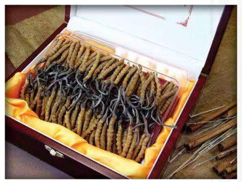 辽中冬虫夏草回收